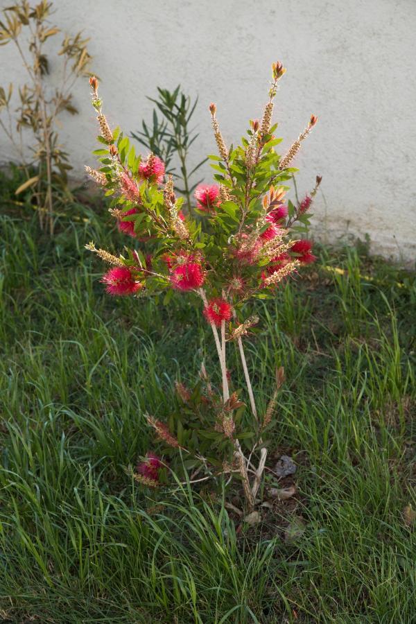 נין Holiday Home Visnja מראה חיצוני תמונה